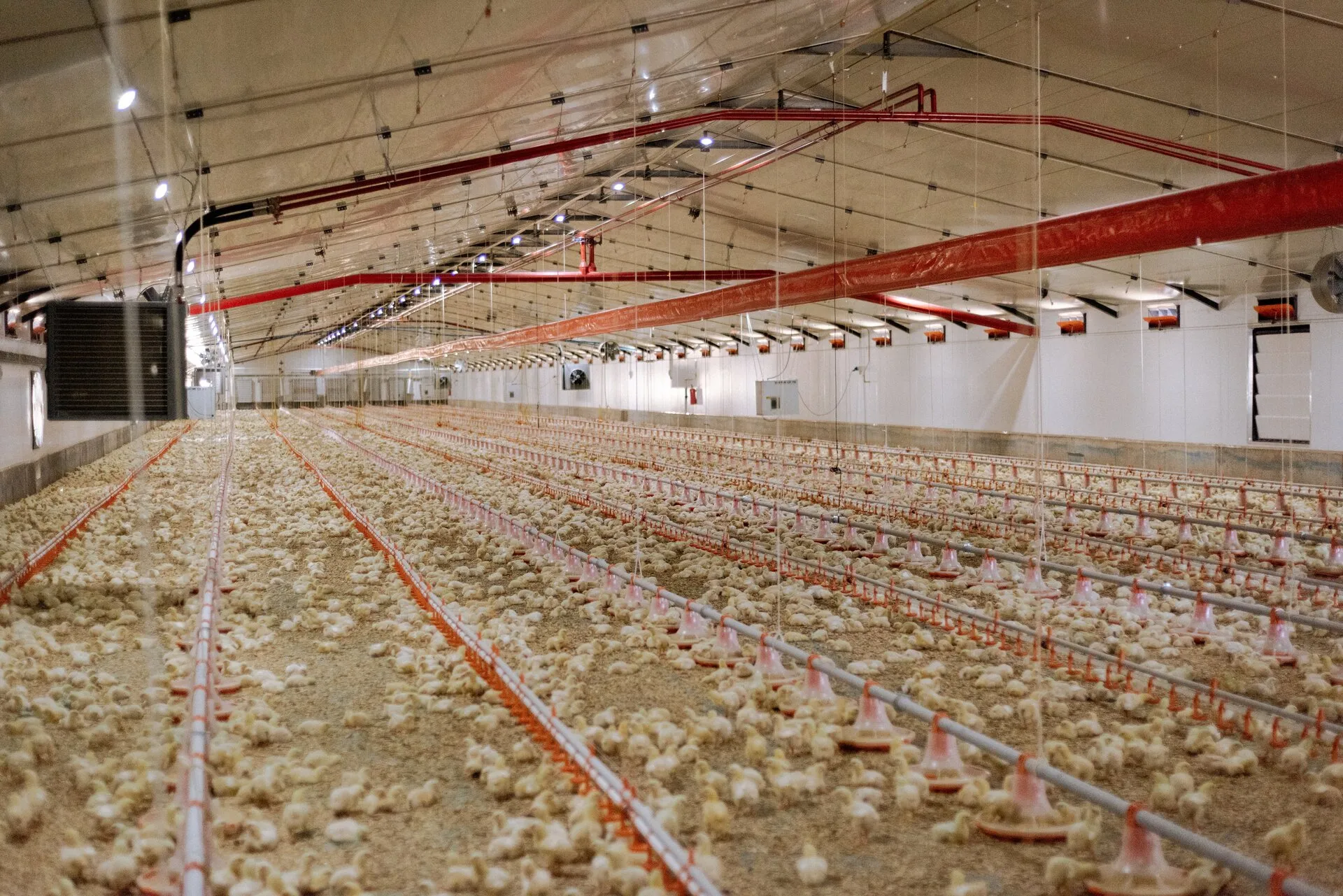 Chickens in a modern poultry shed