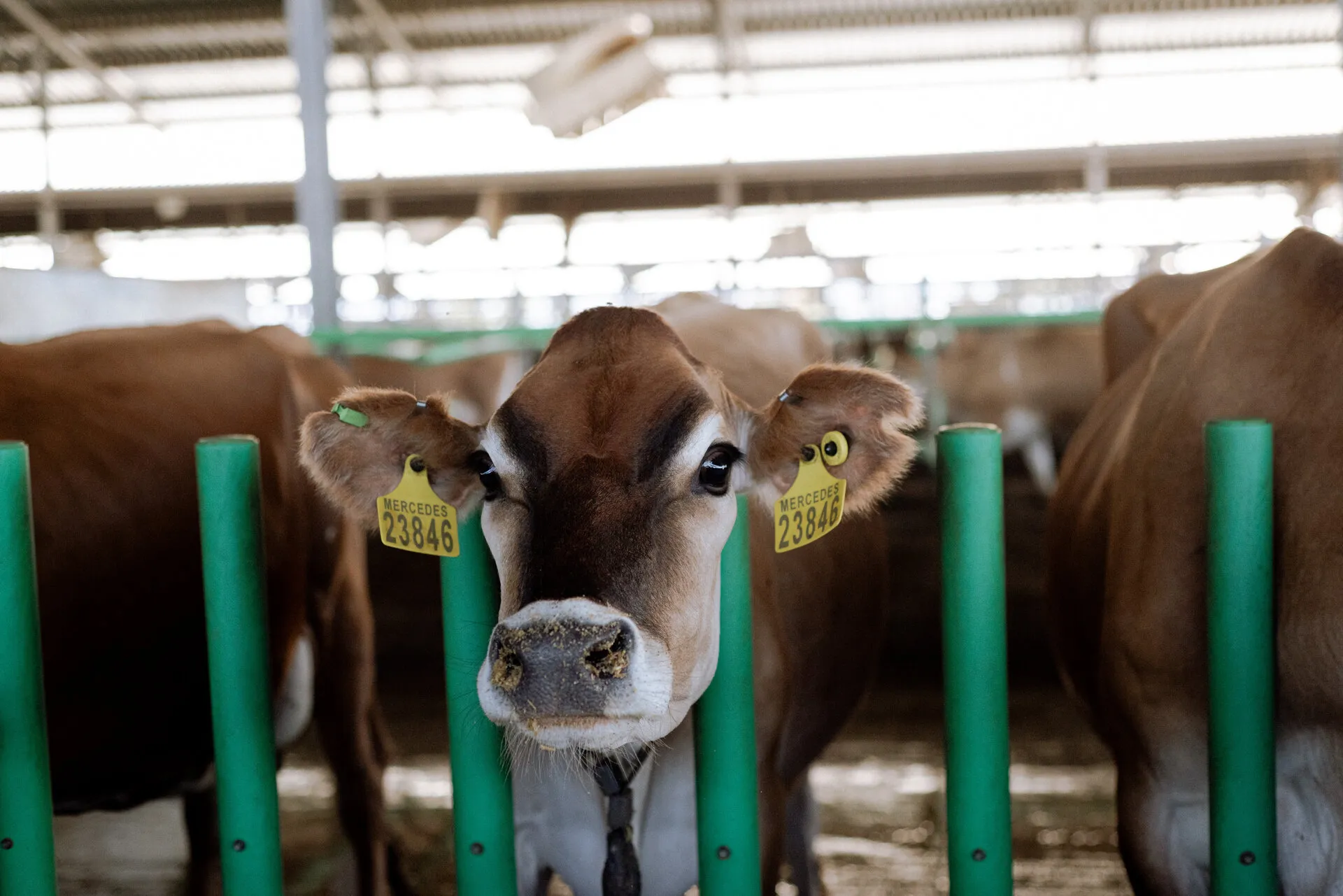 Our Excellent Herd gallery 1