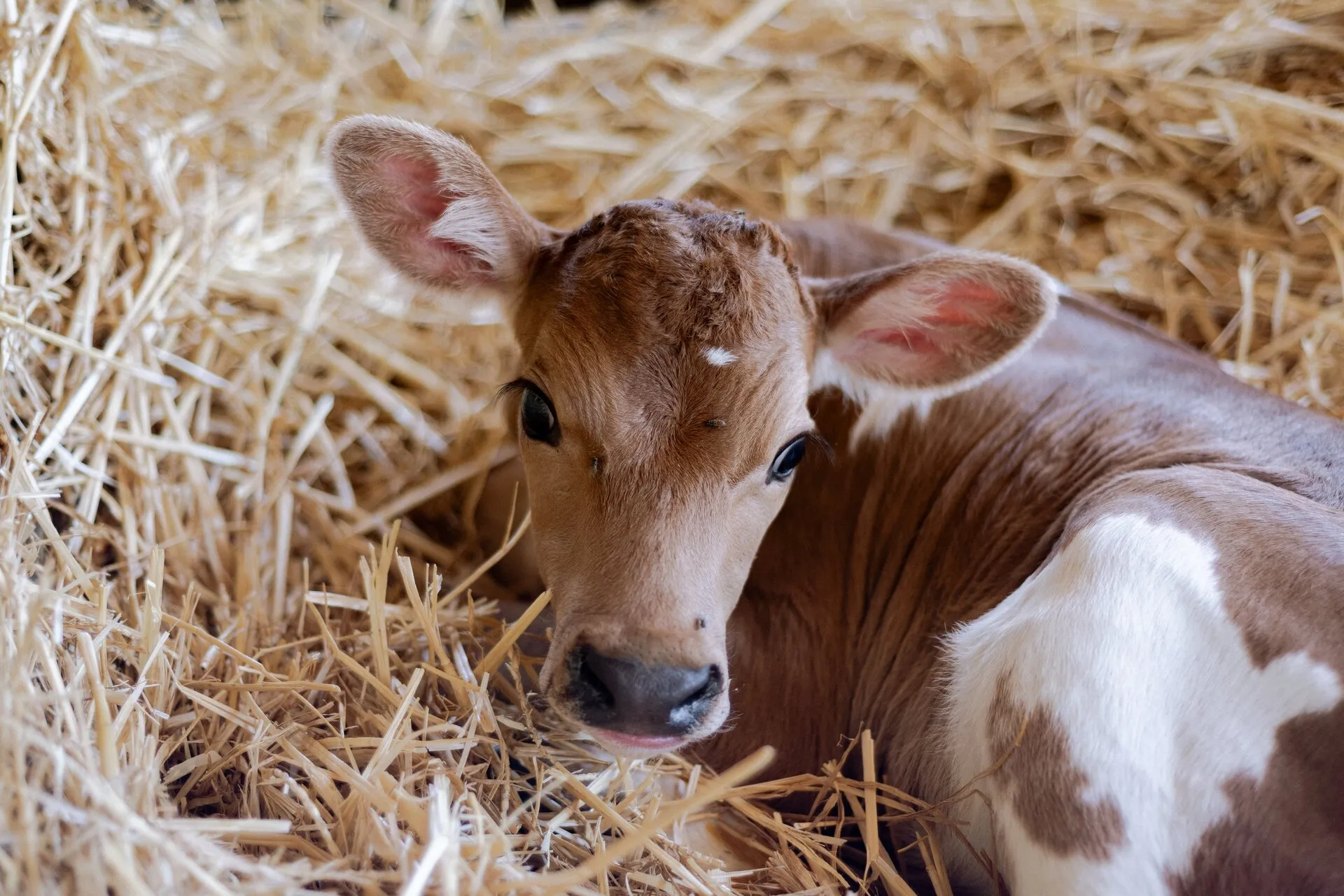 Our Excellent Herd gallery 3