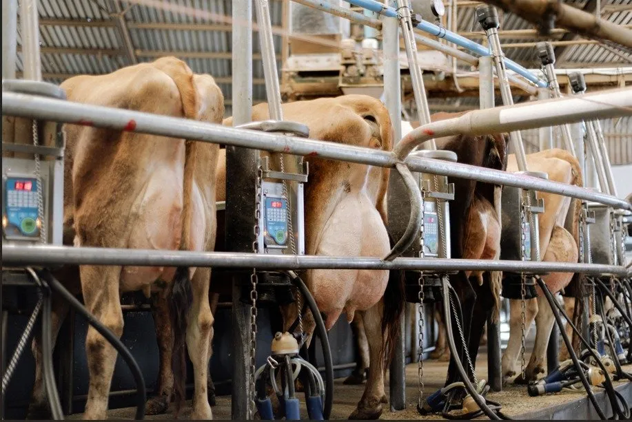 Our Excellent Herd gallery 2